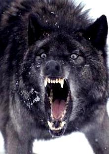 p141872-1-blackwolf.jpg