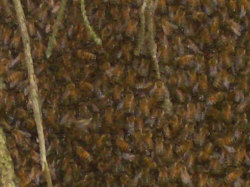 p53665-1-honeybees2.jpg