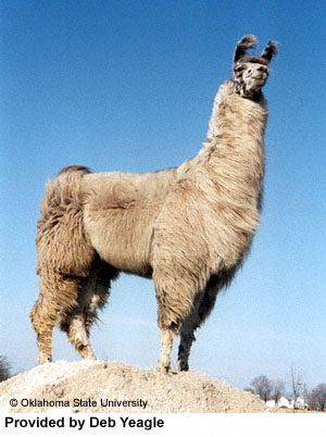 p53937-0-llama1.jpg