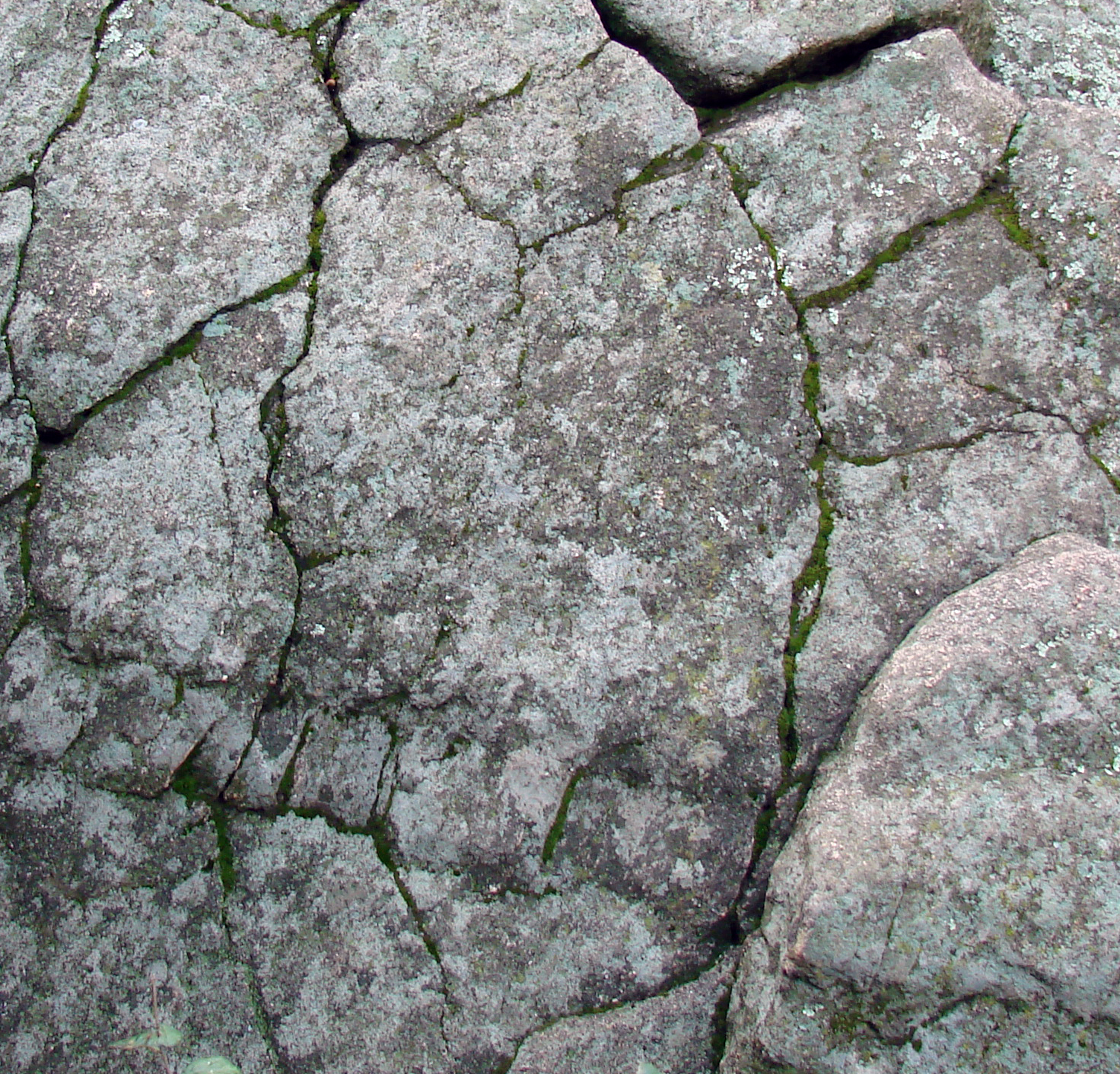 p54126-0-crackedrockalgae.jpg