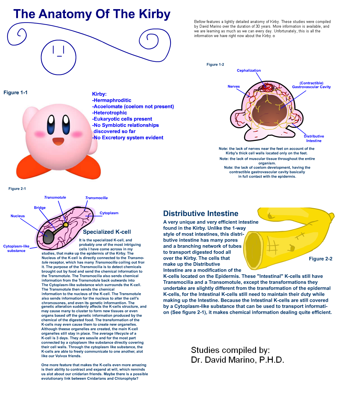 p72141-0-theanatomyofkirbybyfoodude.png