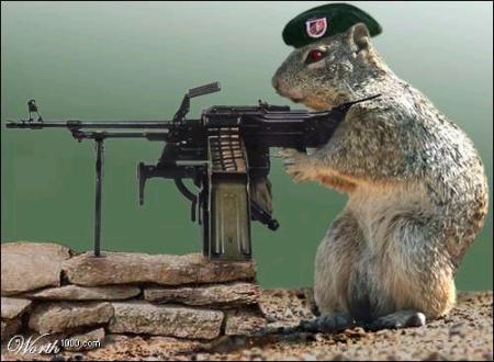 p53999-0-squirrelwithmachinegun.jpg