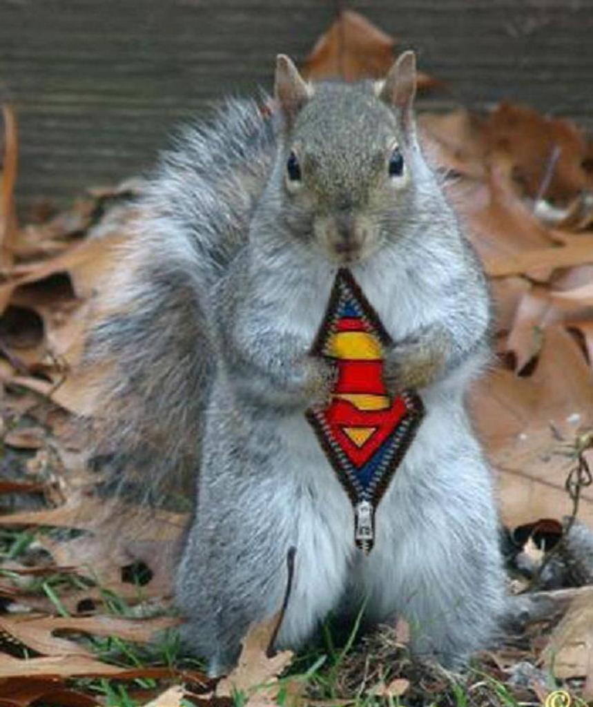 p54000-0-supersquirrel.jpg