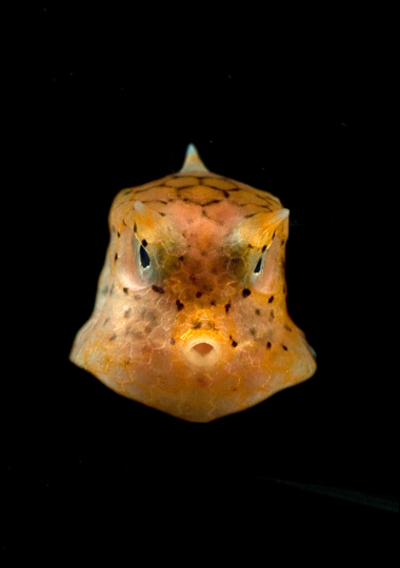 p59751-0-boxfish.jpg