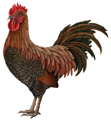 p73076-0-rooster.jpg