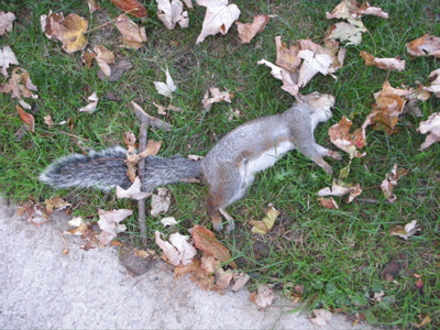 DeadSquirrel0923.jpg