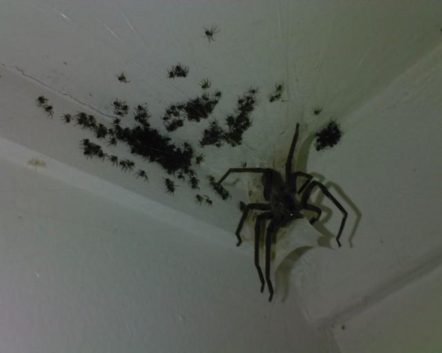 Spiders_Ceiling.jpg