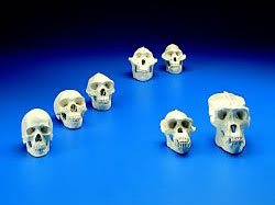 skulls1.jpg