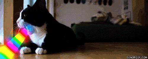 funny-pictures-gifs-rainbow-cat.gif