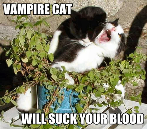 vampire-cat-will-suck-your-blood.jpg